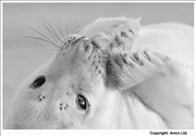 42. Thoughtful - Grey Seal pup